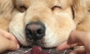狗可以吃杨梅吗