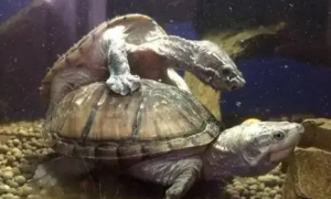 麝香龟一年能长多大