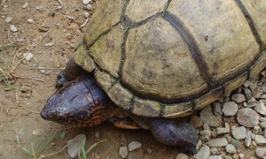 亚马逊泥龟的寿命