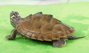 水龟密西西比地图龟