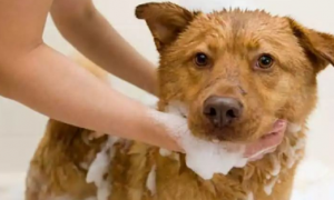 狗可以用人的沐浴露吗
