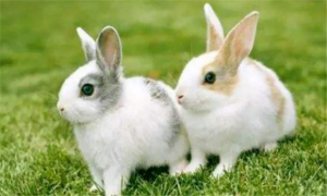 兔子的十大禁忌