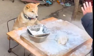主人给狗狗做长寿面吃，它被弄了一身的面粉！