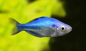 养蓝美人鱼是观赏鱼吗