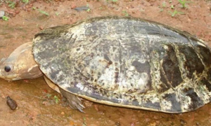 亚马逊蟾头龟资料