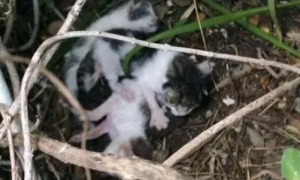 女子草丛发现3只小猫，却只救活一只，小猫把女子当妈妈超听话