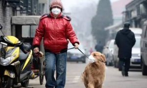 我爱我宠丨雾霾对狗狗的影响及防护