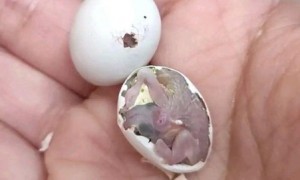 鹦鹉蛋多久能孵化出来