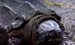 重庆发现巨型怪龟的地方