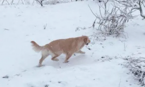 网友带金毛出去玩儿雪，金毛把网友给扑倒后它转身跑了！