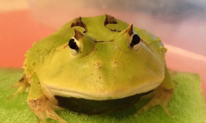 霸王角蛙，霸王角蛙为什么难养