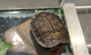 洪都拉斯木纹龟可以深水养吗