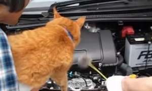 小幼猫躲引擎盖不出来，大橘猫喵一声沟通总算救到