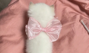 戴粉色蝴蝶结的白猫叫什么