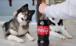 狗能喝可乐吗