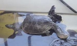 蛇颈龟可以活多久