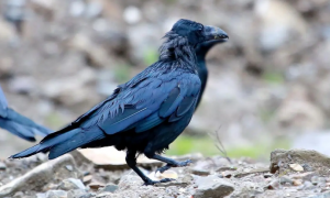 农村常见的几种黑鸟