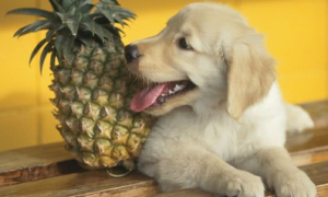 狗能吃菠萝么