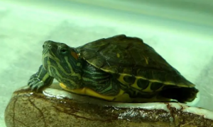 家养巴西龟寿命最长多少年