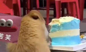 朋友在外过生日，蛋糕却被流浪狗给偷吃了！狗：祝你生日快乐哈