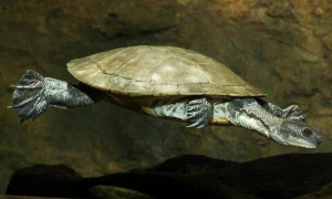 长颈龟能长多大