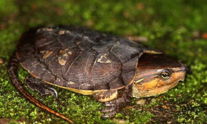 平胸龟国家几级保护动物
