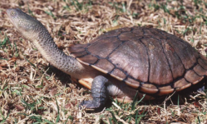巴西蛇颈龟怎么养