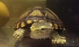 瓦哈卡蛋龟和红面蛋龟的区别