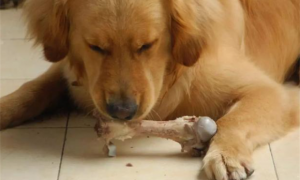 小狗吃鸡骨头的补救措施