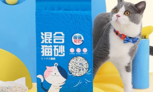PIIS创新周报 |倔强的尾巴推出新品混合猫砂，养了个毛孩推出新品宠物营养补充剂