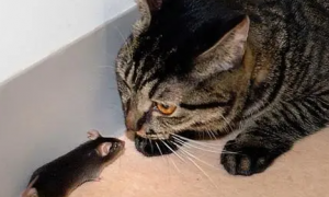 什么品种猫抓老鼠好