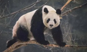 以前四川遍地老虎，为何没有吃掉熊猫，只是因为打不过吗？
