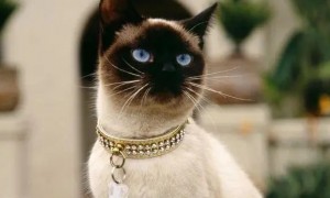 泰国猫暹罗猫多少钱一只图片