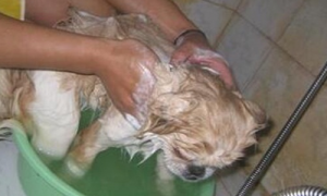 狗生完小狗多久能洗澡