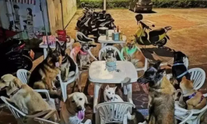 柴犬过生日，11只“狗友”来参加它的派对，真让人羡慕