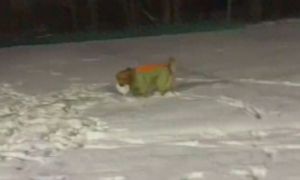 网友和狗一起玩打雪仗，它竟然搓了个比主人还大的雪球！厉害了！