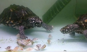 斑点池龟吃鱼吗