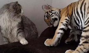 猫与老虎的区别