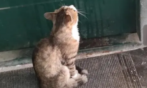 陌生猫蹲在家门口预示