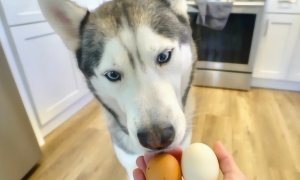 狗能吃生鸡蛋吗