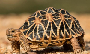 辐射陆龟为什么那么贵