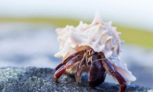 如何判断寄居蟹是否蜕皮呢？有什么办法吗