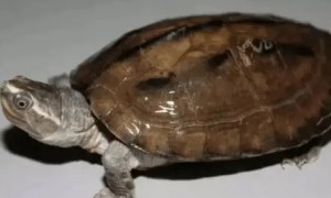 红冠棱背龟幼龟的寿命百度百科