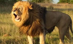 狮子为什么属于猫科动物