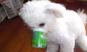 狗可以喝酸奶吗