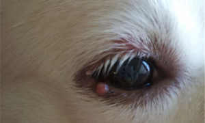 狗眼睛角落有个肉瘤