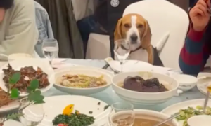 吃席的时候发现狗狗也坐在桌边，一脸尴尬又茫然