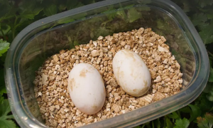 乌龟蛋15度能不能孵化