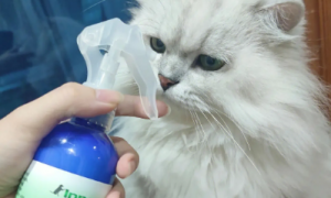 杀虫剂对猫咪有伤害吗