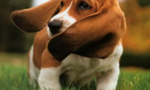 小狗的耳朵有什么特点和作用